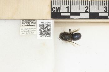 Media type: image;   Entomology 790465 Aspect: Labels